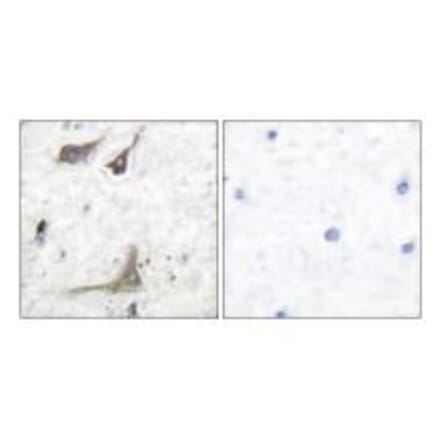 Immunohistochemistry - Cox1 Antibody from Signalway Antibody (33344) - Antibodies.com