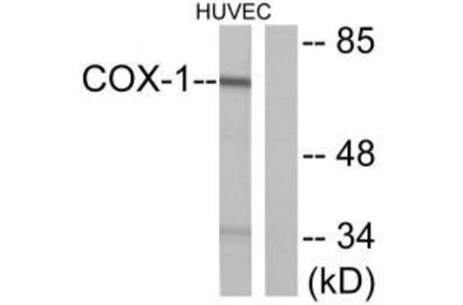 Western blot - Cox1 Antibody from Signalway Antibody (33344) - Antibodies.com