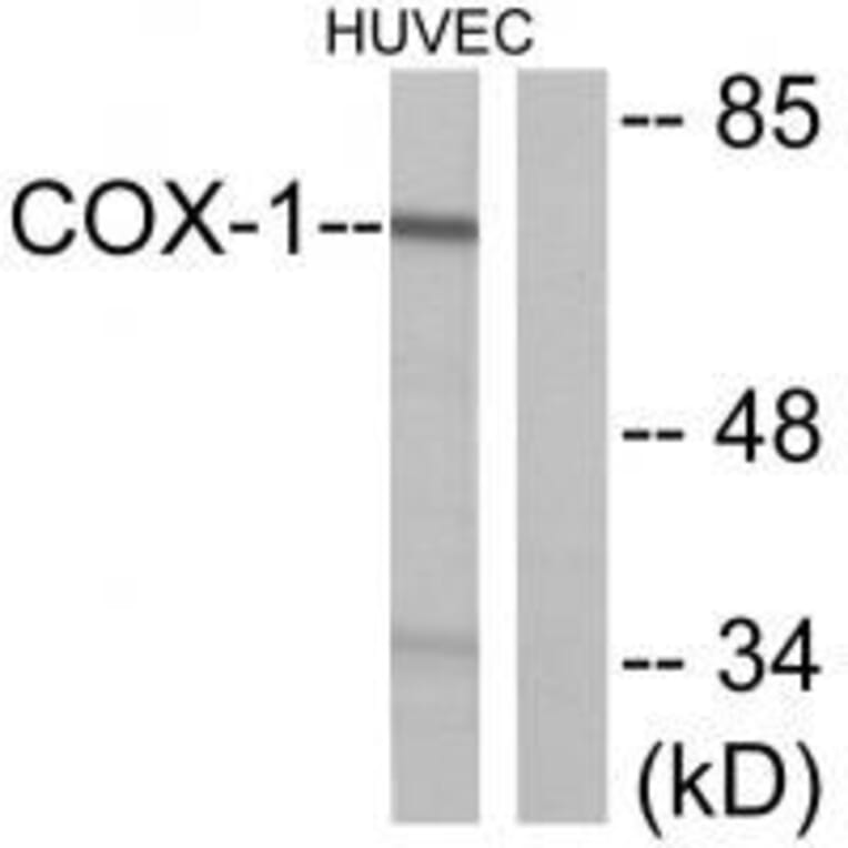 Western blot - Cox1 Antibody from Signalway Antibody (33344) - Antibodies.com