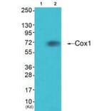 Western blot - Cox1 Antibody from Signalway Antibody (33344) - Antibodies.com