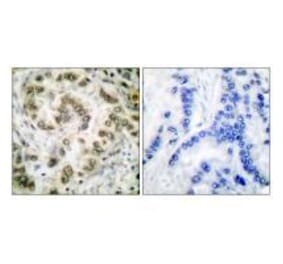 Immunohistochemistry - E2F4 Antibody from Signalway Antibody (33361) - Antibodies.com