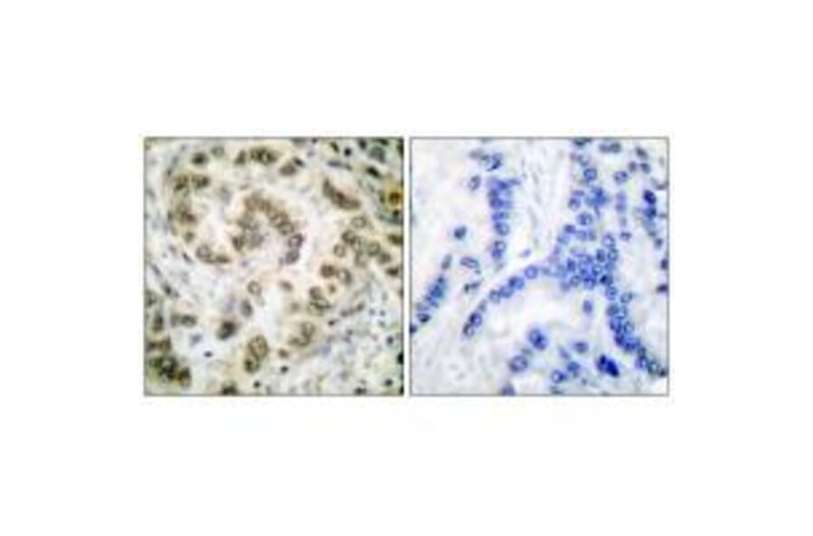 Immunohistochemistry - E2F4 Antibody from Signalway Antibody (33361) - Antibodies.com