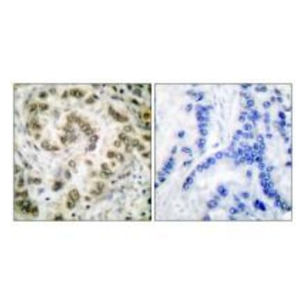 Immunohistochemistry - E2F4 Antibody from Signalway Antibody (33361) - Antibodies.com