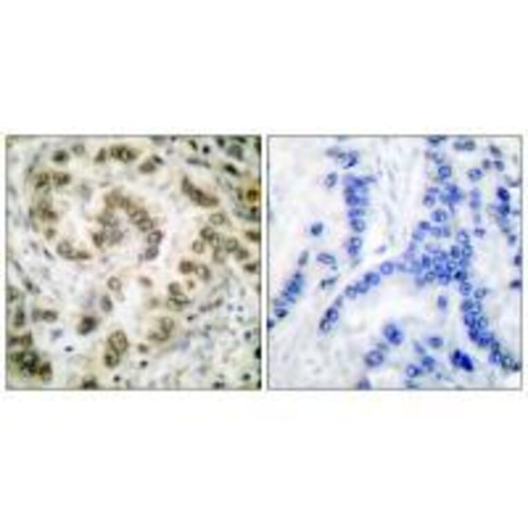 Immunohistochemistry - E2F4 Antibody from Signalway Antibody (33361) - Antibodies.com