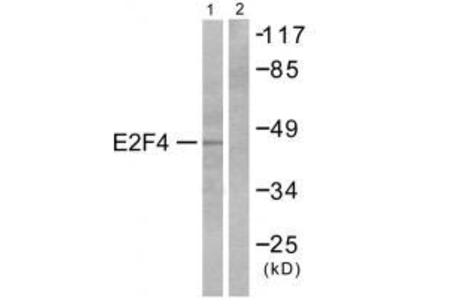 Western blot - E2F4 Antibody from Signalway Antibody (33361) - Antibodies.com