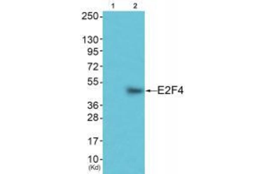Western blot - E2F4 Antibody from Signalway Antibody (33361) - Antibodies.com