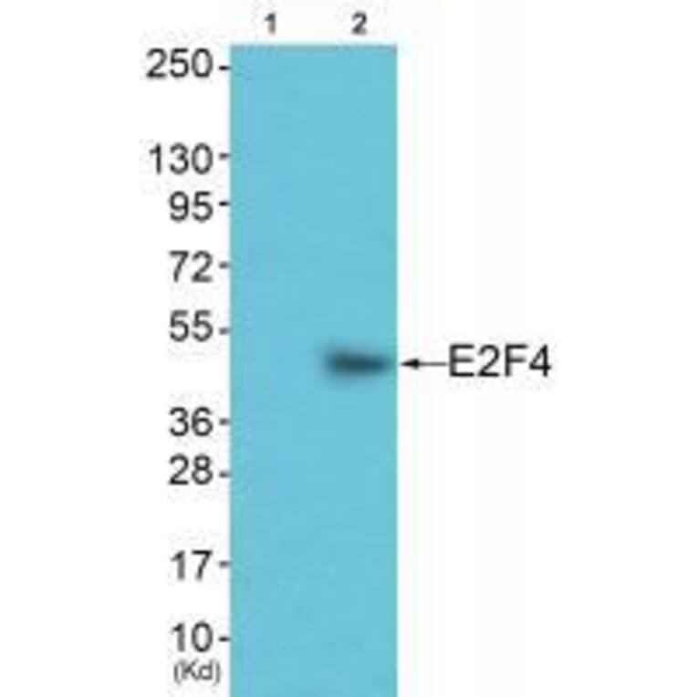 Western blot - E2F4 Antibody from Signalway Antibody (33361) - Antibodies.com