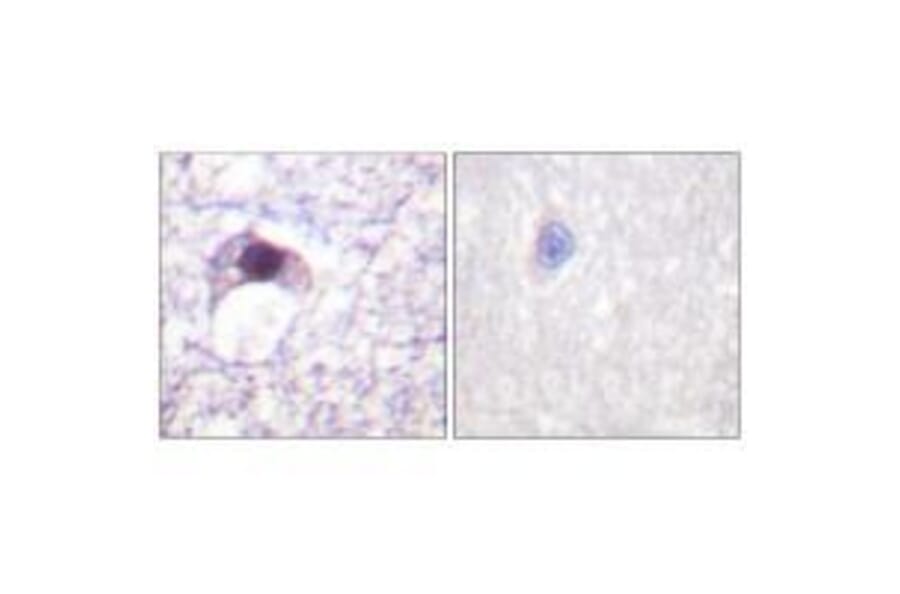 Immunohistochemistry - E2F6 Antibody from Signalway Antibody (33362) - Antibodies.com
