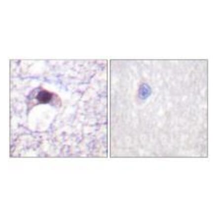 Immunohistochemistry - E2F6 Antibody from Signalway Antibody (33362) - Antibodies.com