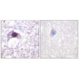 Immunohistochemistry - E2F6 Antibody from Signalway Antibody (33362) - Antibodies.com
