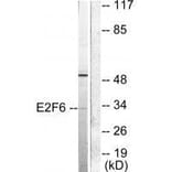 Western blot - E2F6 Antibody from Signalway Antibody (33362) - Antibodies.com