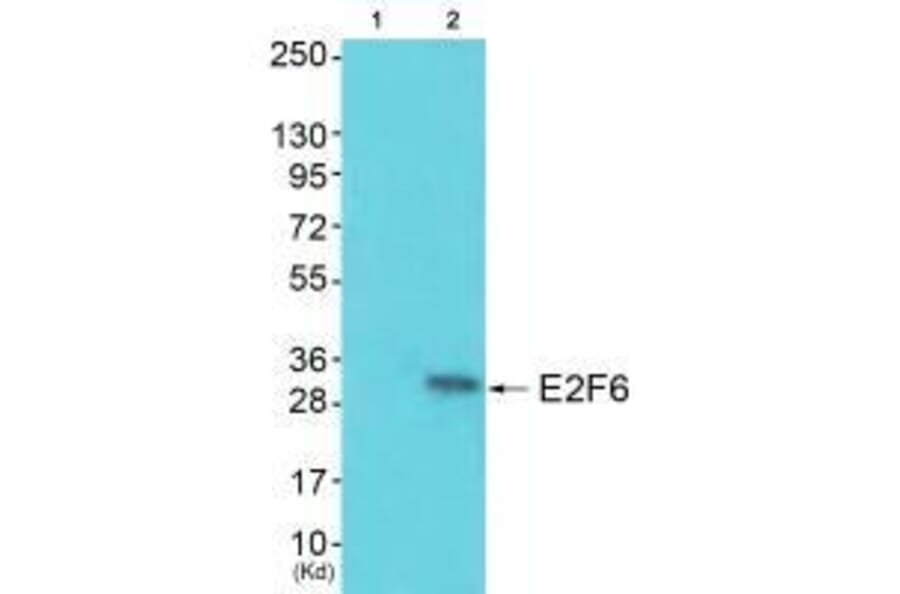 Western blot - E2F6 Antibody from Signalway Antibody (33362) - Antibodies.com