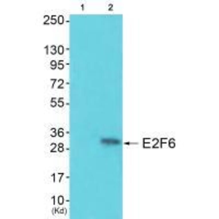 Western blot - E2F6 Antibody from Signalway Antibody (33362) - Antibodies.com