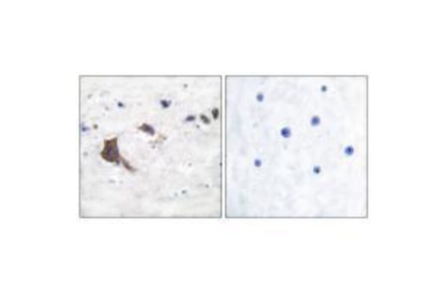 Immunohistochemistry - ERAB Antibody from Signalway Antibody (33365) - Antibodies.com
