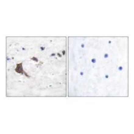 Immunohistochemistry - ERAB Antibody from Signalway Antibody (33365) - Antibodies.com