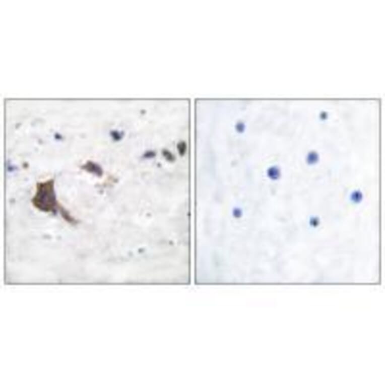 Immunohistochemistry - ERAB Antibody from Signalway Antibody (33365) - Antibodies.com