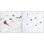 Immunohistochemistry - ERAB Antibody from Signalway Antibody (33365) - Antibodies.com