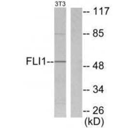 Western blot - FLI1 Antibody from Signalway Antibody (33376) - Antibodies.com
