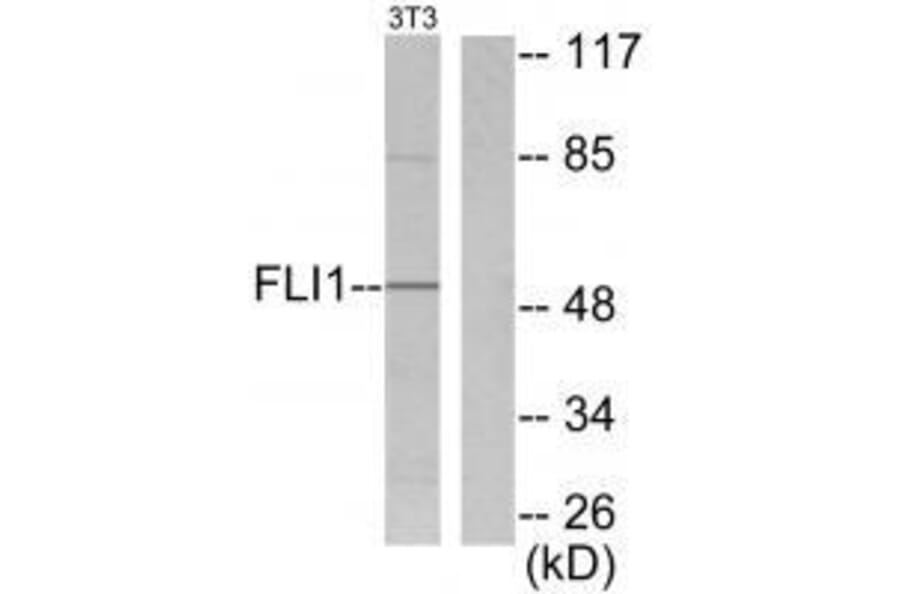 Western blot - FLI1 Antibody from Signalway Antibody (33376) - Antibodies.com