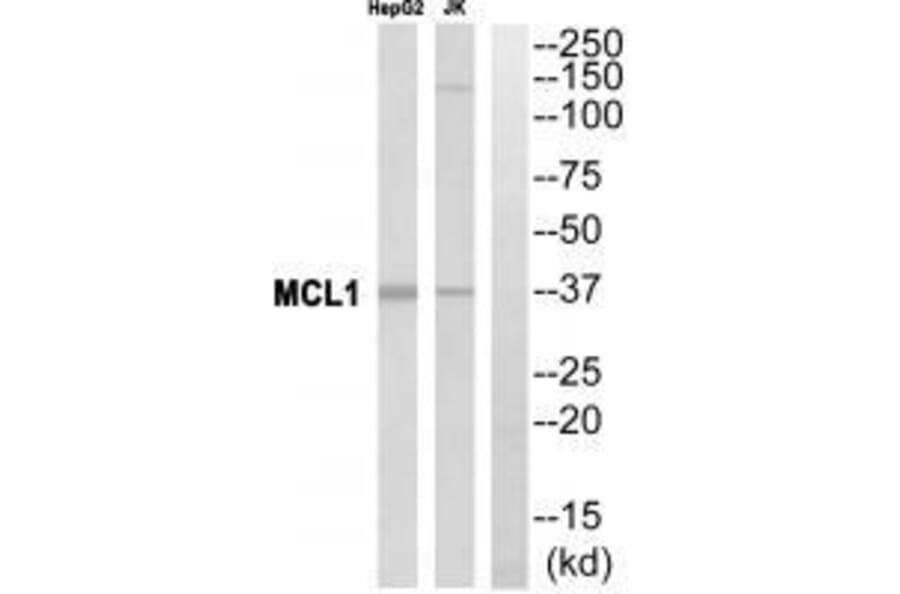 Western blot - MCL1 Antibody from Signalway Antibody (33430) - Antibodies.com