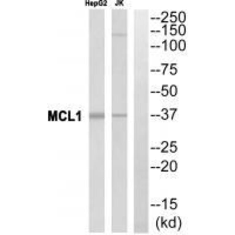 Western blot - MCL1 Antibody from Signalway Antibody (33430) - Antibodies.com