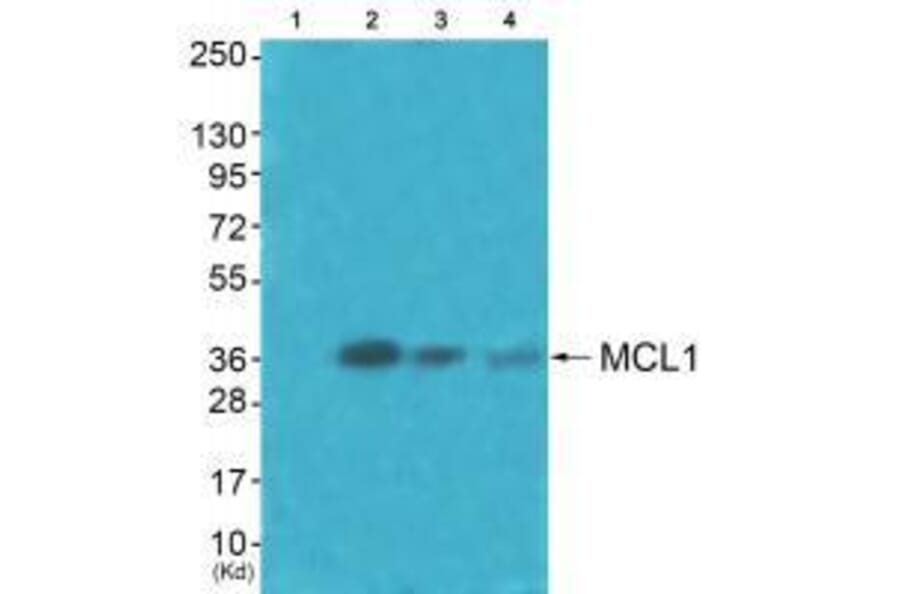 Western blot - MCL1 Antibody from Signalway Antibody (33430) - Antibodies.com