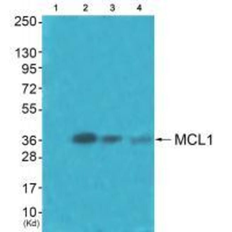 Western blot - MCL1 Antibody from Signalway Antibody (33430) - Antibodies.com