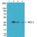 Western blot - MCL1 Antibody from Signalway Antibody (33430) - Antibodies.com