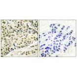 Immunohistochemistry - MCM2 Antibody from Signalway Antibody (33431) - Antibodies.com
