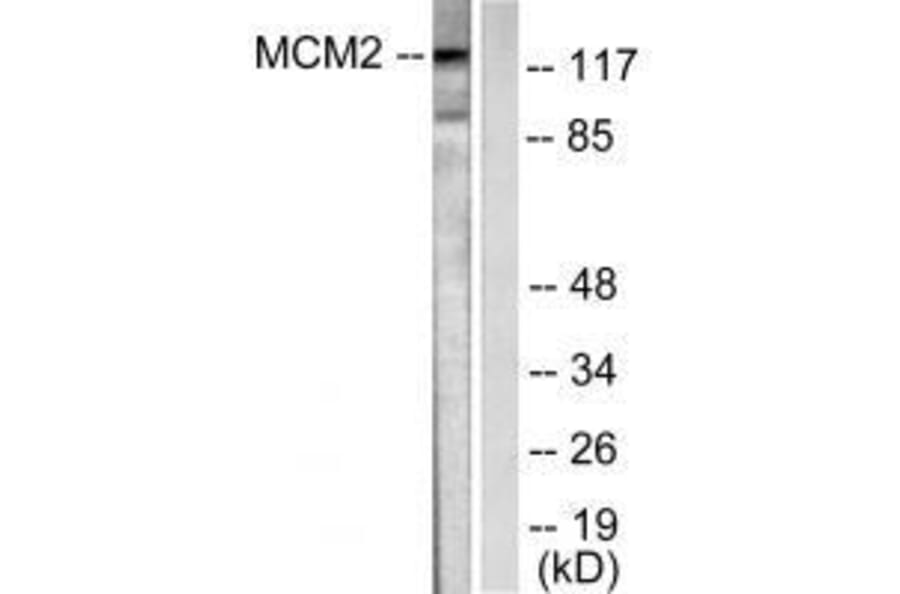 Western blot - MCM2 Antibody from Signalway Antibody (33431) - Antibodies.com