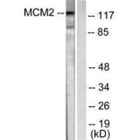 Western blot - MCM2 Antibody from Signalway Antibody (33431) - Antibodies.com