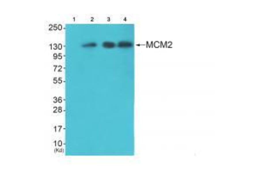 Western blot - MCM2 Antibody from Signalway Antibody (33431) - Antibodies.com