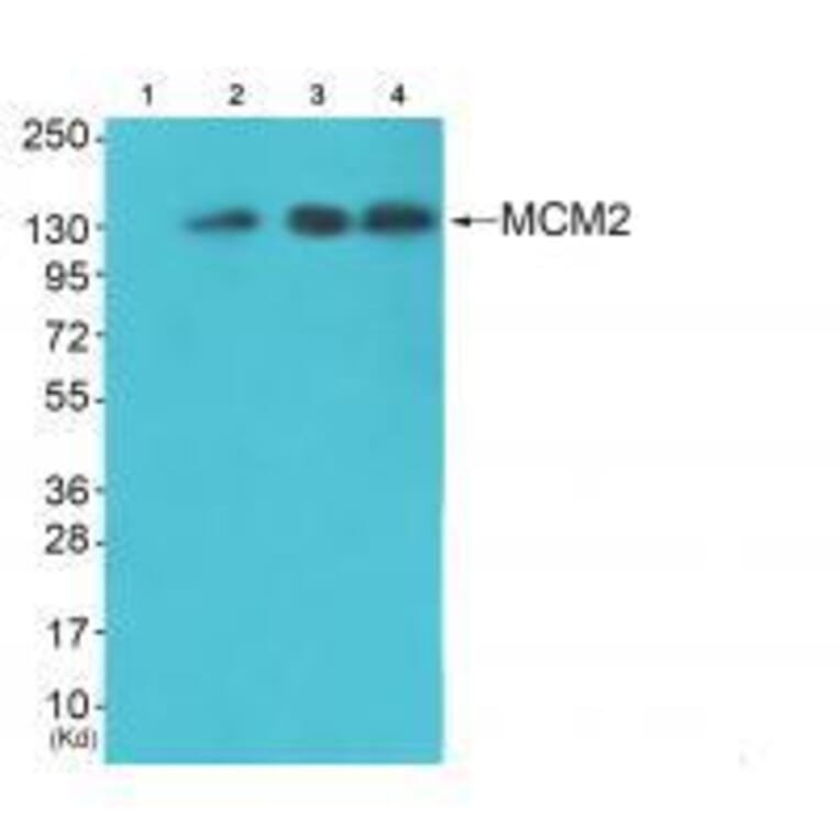 Western blot - MCM2 Antibody from Signalway Antibody (33431) - Antibodies.com