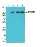 Western blot - MCM2 Antibody from Signalway Antibody (33431) - Antibodies.com