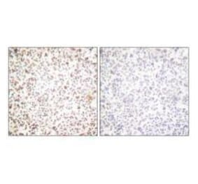 Immunohistochemistry - OCT1 Antibody from Signalway Antibody (33452) - Antibodies.com