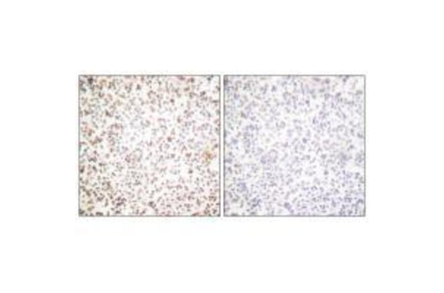 Immunohistochemistry - OCT1 Antibody from Signalway Antibody (33452) - Antibodies.com
