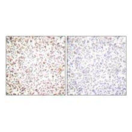 Immunohistochemistry - OCT1 Antibody from Signalway Antibody (33452) - Antibodies.com