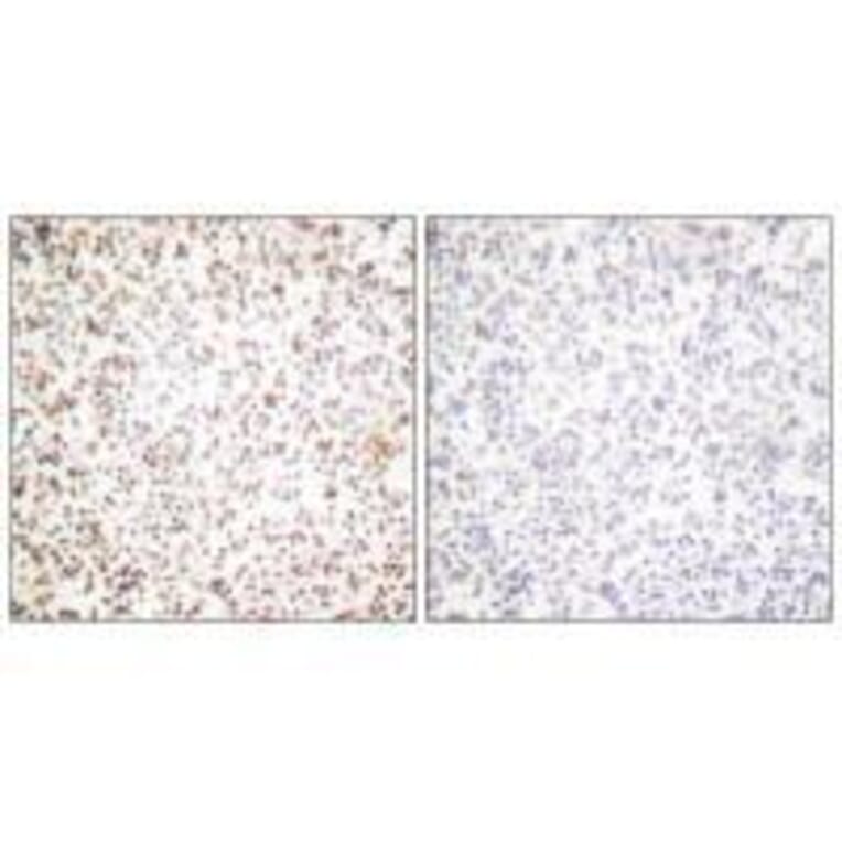 Immunohistochemistry - OCT1 Antibody from Signalway Antibody (33452) - Antibodies.com