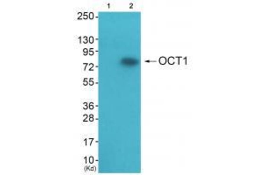 Western blot - OCT1 Antibody from Signalway Antibody (33452) - Antibodies.com
