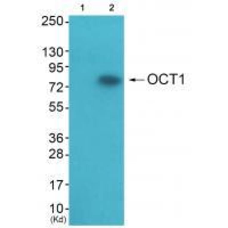 Western blot - OCT1 Antibody from Signalway Antibody (33452) - Antibodies.com