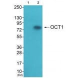 Western blot - OCT1 Antibody from Signalway Antibody (33452) - Antibodies.com