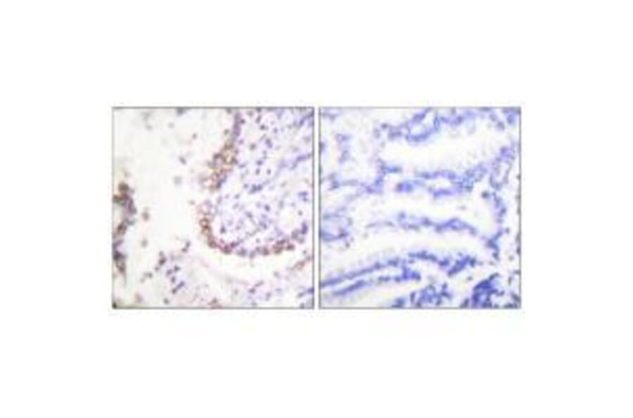 Immunohistochemistry - OCT3 Antibody from Signalway Antibody (33454) - Antibodies.com