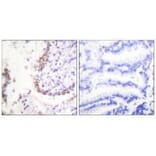 Immunohistochemistry - OCT3 Antibody from Signalway Antibody (33454) - Antibodies.com