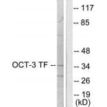 Western blot - OCT3 Antibody from Signalway Antibody (33454) - Antibodies.com