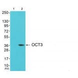 Western blot - OCT3 Antibody from Signalway Antibody (33454) - Antibodies.com