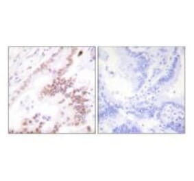 Immunohistochemistry - p300 Antibody from Signalway Antibody (33459) - Antibodies.com