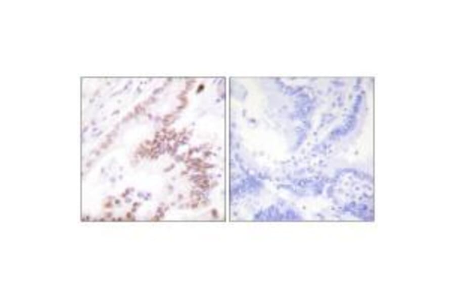 Immunohistochemistry - p300 Antibody from Signalway Antibody (33459) - Antibodies.com