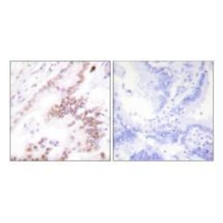Immunohistochemistry - p300 Antibody from Signalway Antibody (33459) - Antibodies.com