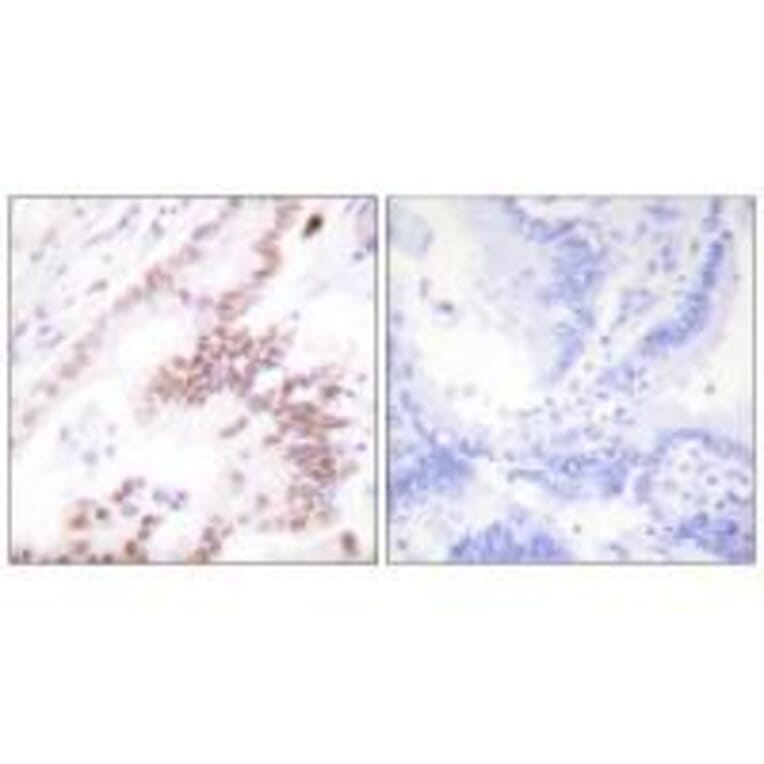 Immunohistochemistry - p300 Antibody from Signalway Antibody (33459) - Antibodies.com