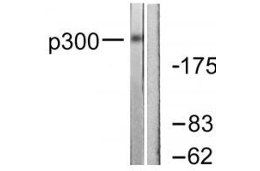 Western blot - p300 Antibody from Signalway Antibody (33459) - Antibodies.com